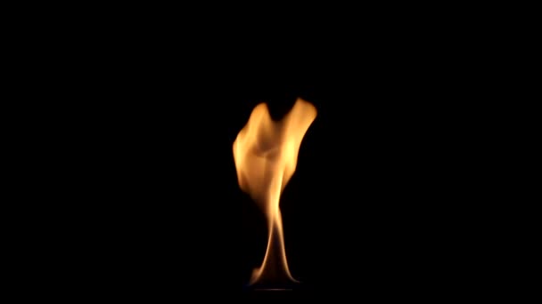 Bel fuoco su sfondo nero . — Video Stock