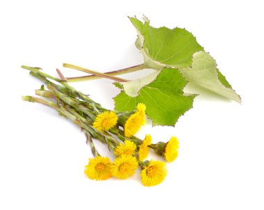 İzole leawes çiçeklerle coltsfoot.