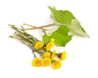 Coltsfoot flowers with leawes isolated. clipart