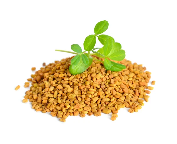 Fenugreek seed with sprout. (Trigonella foenum-graecum) — Stock Photo, Image