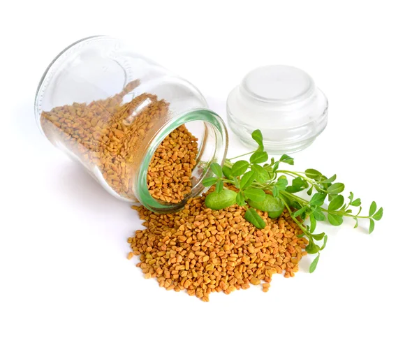 Fenugreek seed with sprout. (Trigonella foenum-graecum) — Stock Photo, Image