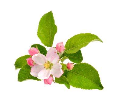 elma çiçekleri beyaz zemin üzerine.