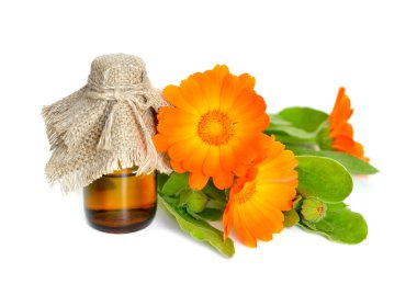Beyaz zemin üzerine Calendula officinalis.