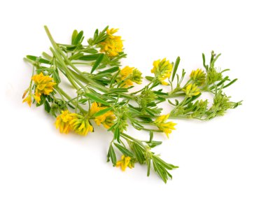 Beyaz arka plan üzerinde medicago falcata.
