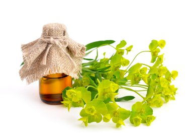 Beyaz arka plan üzerinde Atatürk cyparissias.