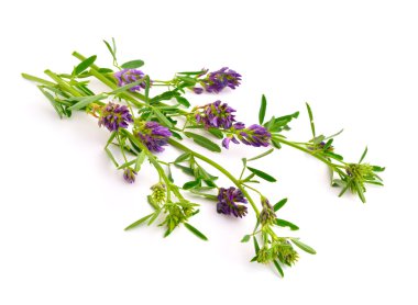 Beyaz arka plan üzerinde medicago.