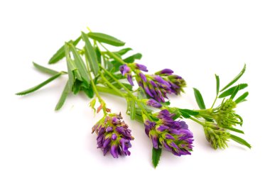 Beyaz arka plan üzerinde medicago.