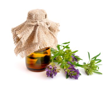 Beyaz arka plan üzerinde medicago.