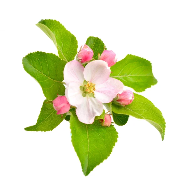 Flores de maçã no fundo branco . — Fotografia de Stock