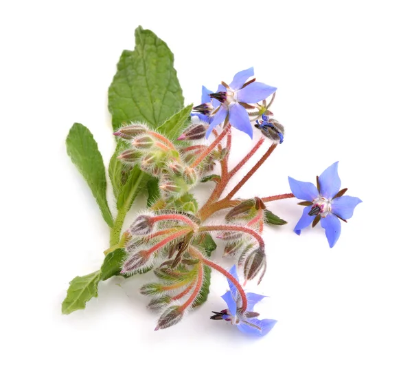 흰색 바탕에 borage 꽃. — 스톡 사진