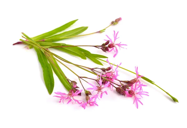 Lychnis flos-cuculi, comúnmente llamado Ragged-Robin —  Fotos de Stock