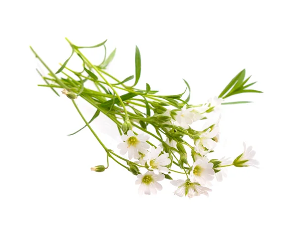 Rogownica (mysz – ucho chickweed). — Zdjęcie stockowe