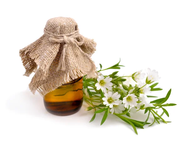 Cerastium (mus - öra MARHALM) med farmaceutiska flaska. — Stockfoto