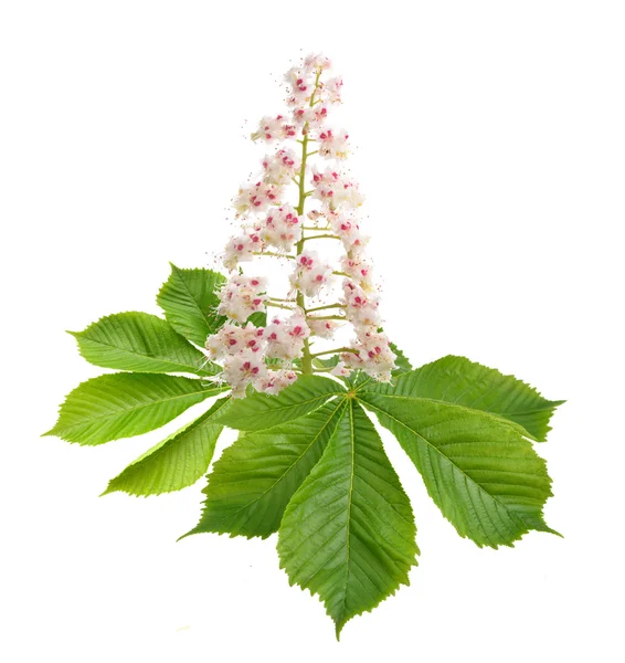 Aesculus fiore isolato su sfondo bianco . — Foto Stock