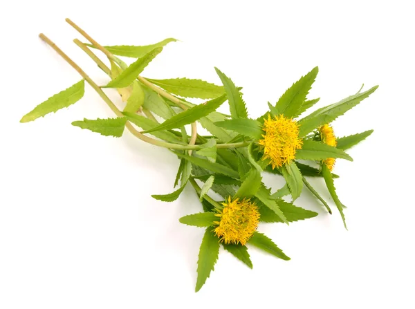 Rhodiola rosea flores . — Fotografia de Stock