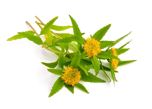 Rhodiola rosea Blüten. — Stockfoto