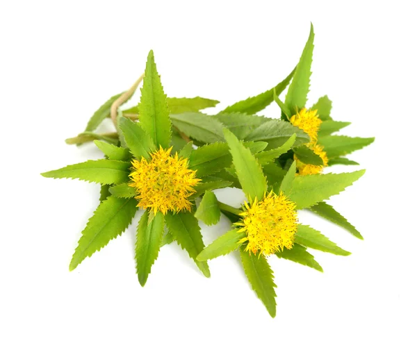 Rhodiola rosea på vit bakgrund. — Stockfoto