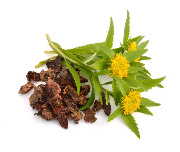 Rhodiola rosea, kökleri çiçekli.