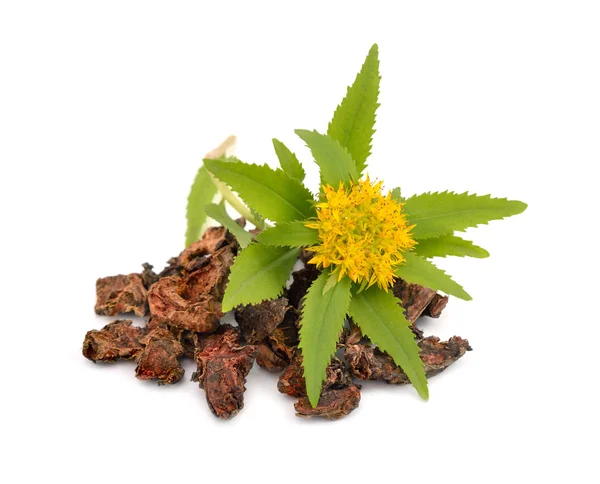 Rhodiola rosea, kökleri çiçekli.