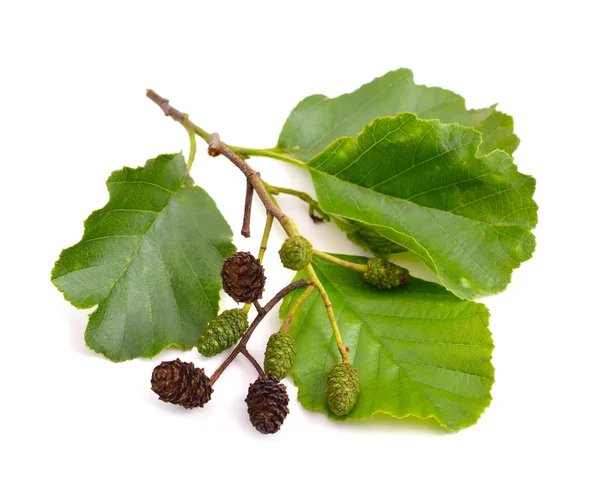 Els (Alnus) geïsoleerd — Stockfoto