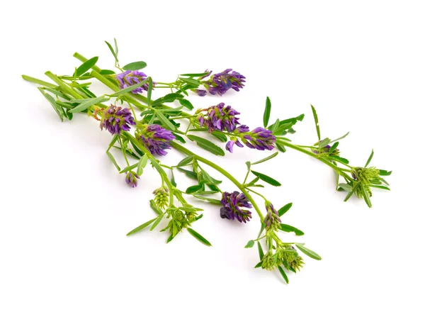 Medicago auf weißem Hintergrund. — Stockfoto