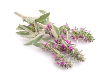 Stachys byzantina beyaz