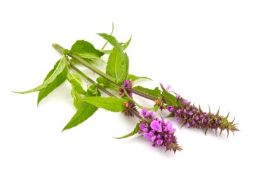 Stachys palustris, marsh woundwort, marsh hedg bilinen
