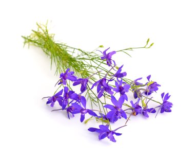 Delphinium veya larkspur.