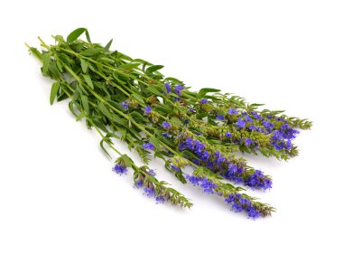 Hyssopus officinalis veya çördük