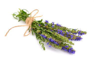 Hyssopus officinalis veya çördük