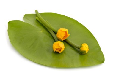 Nuphar lutea, Yellow Water-lily, Brandy-Bottle. clipart