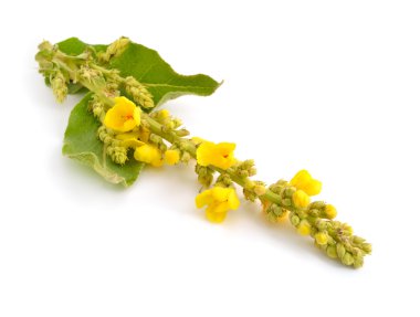Verbascum, ortak adı sığırkuyruğu, kadife bitki.