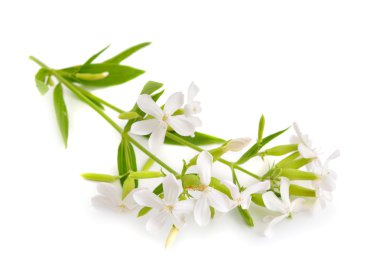 Saponaria officinalis, soapwort, bouncing-bahis, karga sabun, vahşi s
