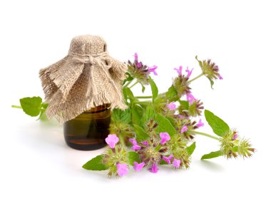 Mentha pulegium, yaygın olarak (Avrupa) yarpuz, Squi olarak da bilinir