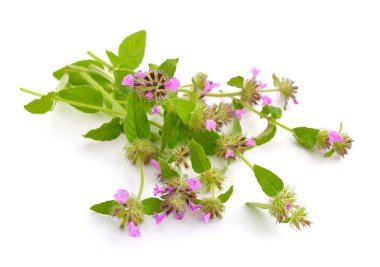 Mentha pulegium, yaygın olarak (Avrupa) yarpuz, Squi olarak da bilinir
