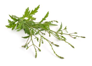 Verbena officinalis, ortak Mine çiçeği veya ortak verbena