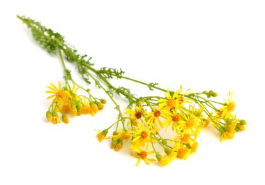 Beyaz Jacobaea vulgaris