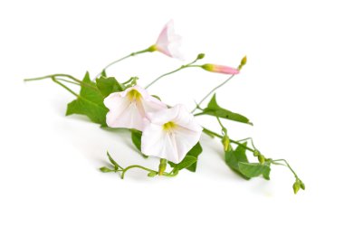 Convolvulus arvensis, Alan gündüzsefası.