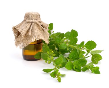 Melissa officinalis beyaz