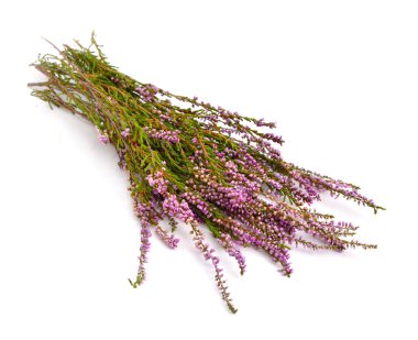 Beyaz üzerine Calluna vulgaris