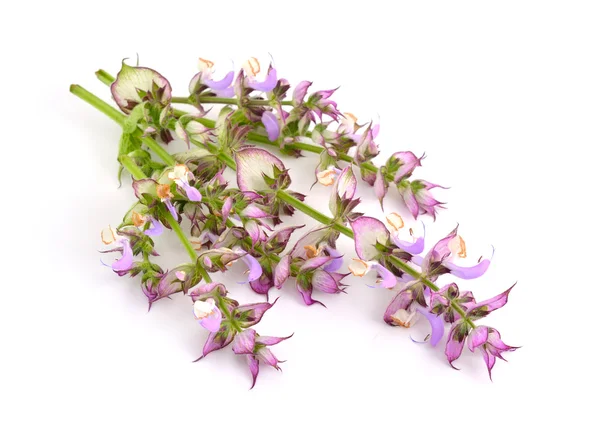 Salvia sclarea, Muskatellersalbei oder Muskatellersalbei — Stockfoto