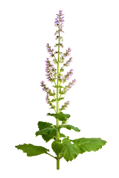 Salvia sclarea, Scharlei of scharlei — Stockfoto