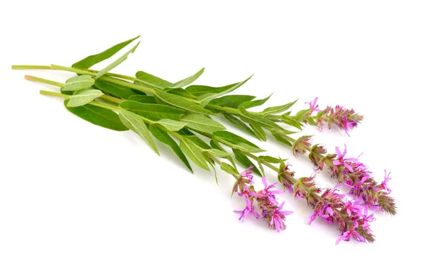 Lythrum salicaria, loosestrife roxo, loosestrife cravado, ou pu — Fotografia de Stock