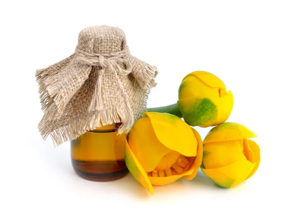 Nuphar lutea, lírio-de-água amarelo, garrafa de conhaque . — Fotografia de Stock