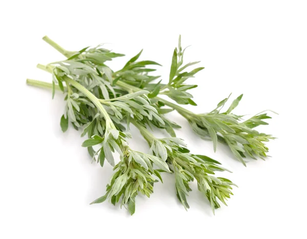 Artemisia, fekete üröm, üröm és sagebrush. — Stock Fotó