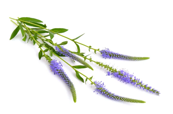 Veronica longifolia, bekannt als Garten-Speedwell oder Langblatt-Speedwell — Stockfoto