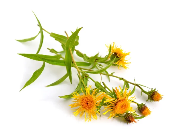 Inula britannica su bianco — Foto Stock