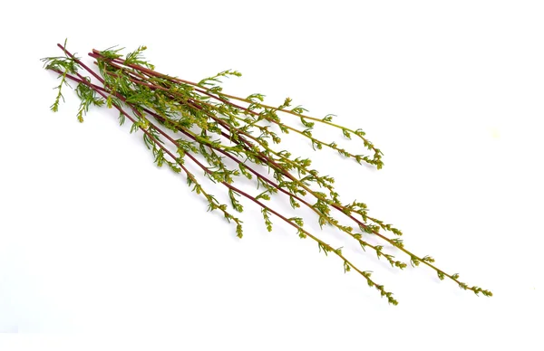 Artemisia cina op wit — Stockfoto