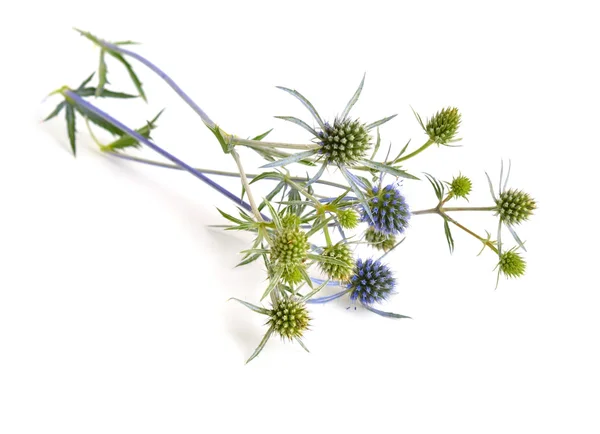 Eryngium, eryngo e azevinho do mar . — Fotografia de Stock