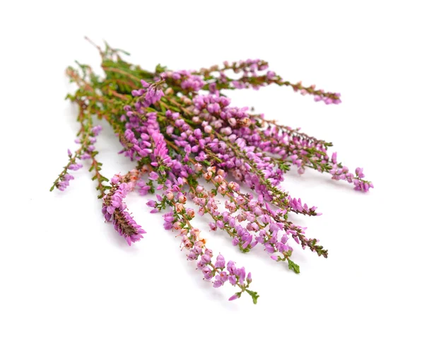 Beyaz üzerine Calluna vulgaris — Stok fotoğraf